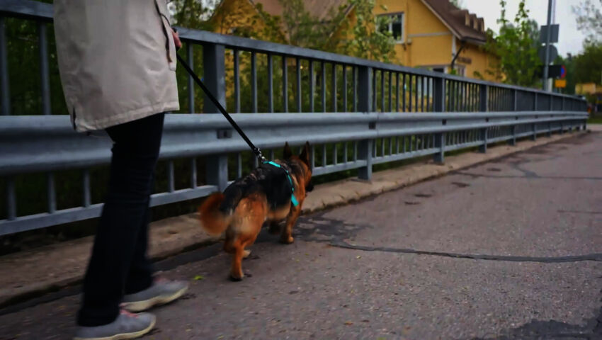 Koti koiralle