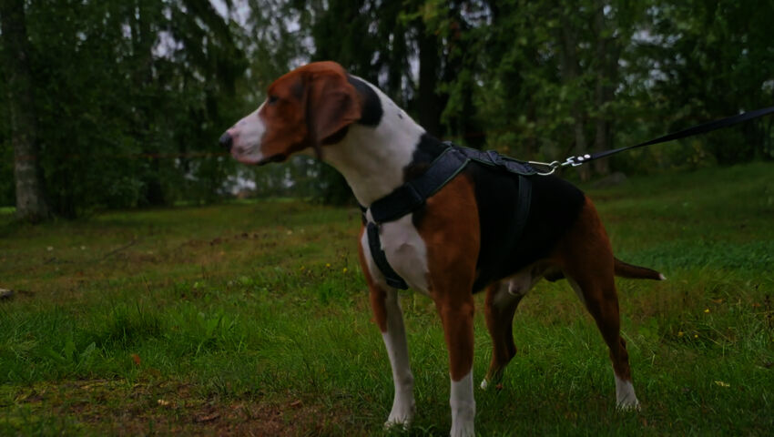 Koti koiralle