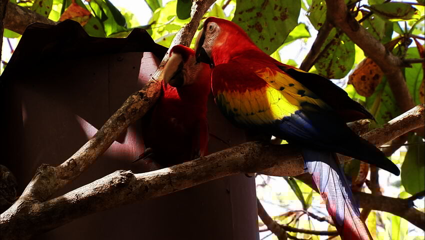 Luontomatkalla Costa Ricassa