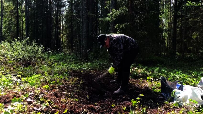 Teuvo Marttila istuttaa metsäperunaa kunnan maalle – "Tämä on sitä elämää isolla E:llä"