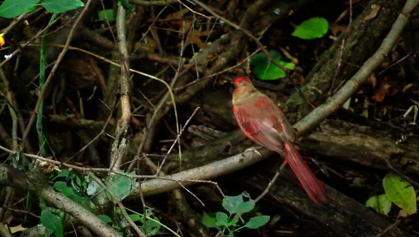 Luontomatkalla