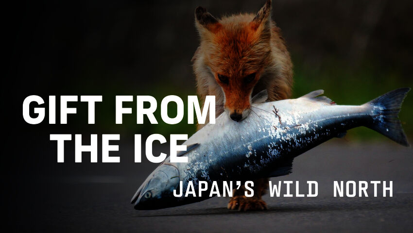Avara luonto: Japanin villi pohjoinen