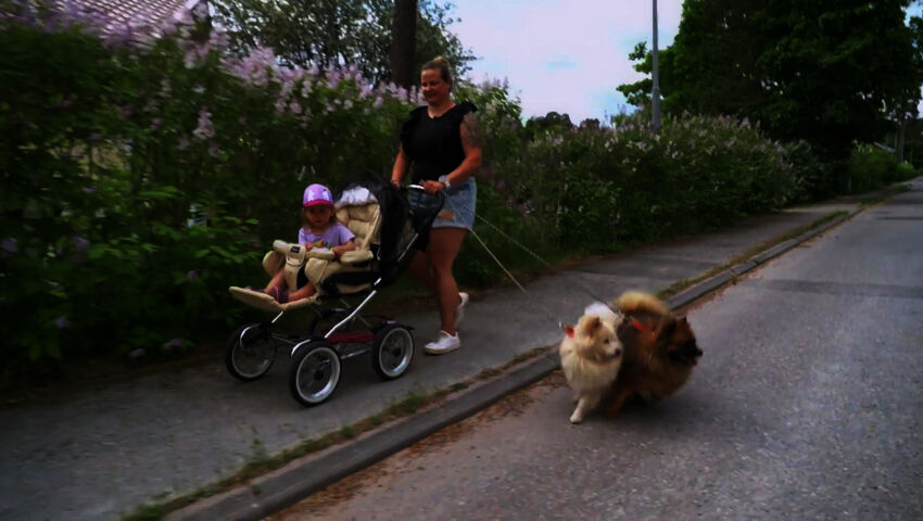 Koti koiralle