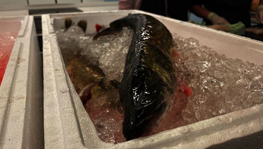 Kotitaloustunneilla käsitellään harvoin luonnonkalaa - Satakunnassa  siihenkin on mahdollisuus