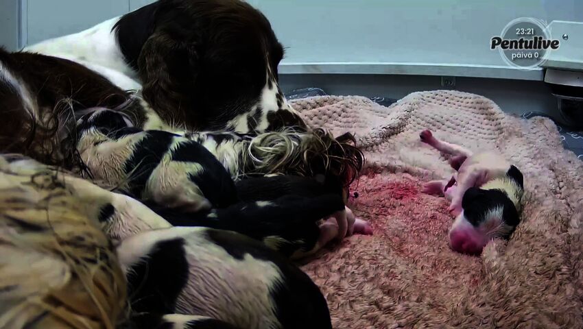 Pentu pyörähtää pois tissiltä, Muru huolestuu hetkeksi