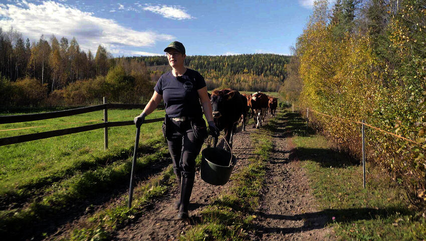 He jotka päättivät jäädä