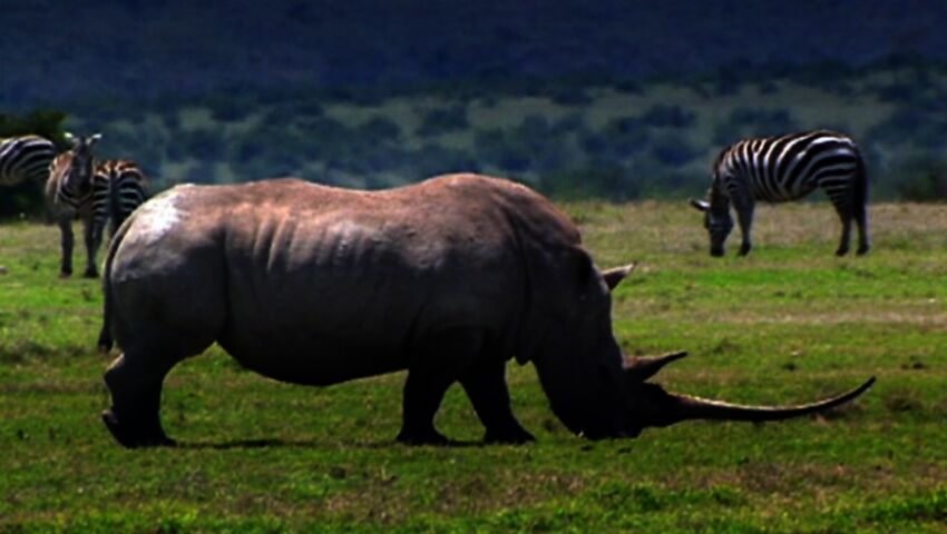 Elämäni eläimet: Eläinsairaalassa