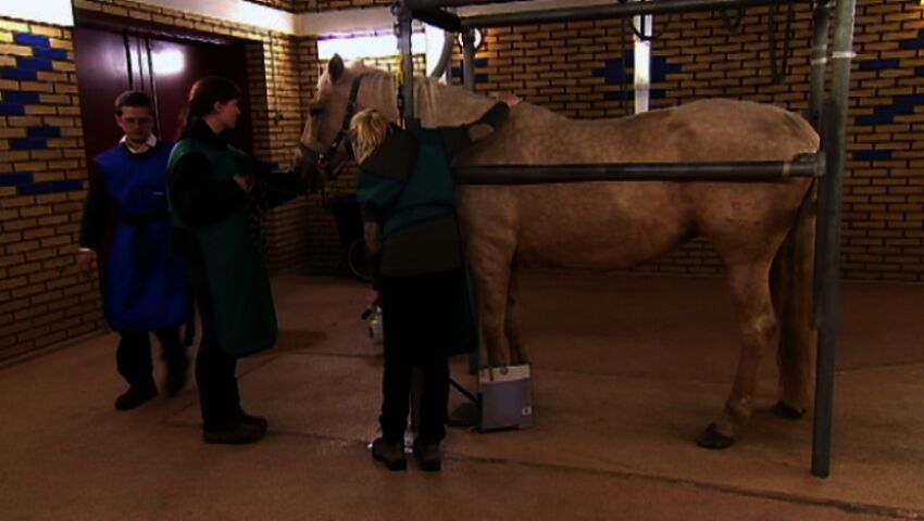 Elämäni eläimet: Eläinsairaalassa