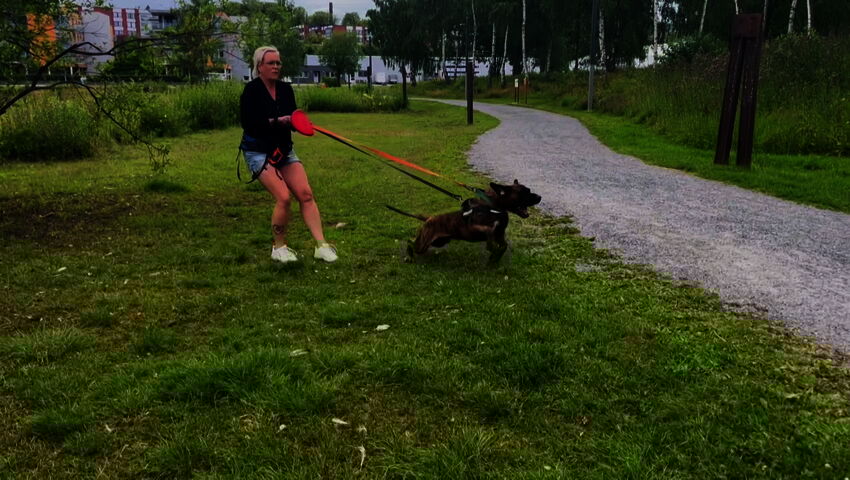 Koiraperheet käytöskoulussa