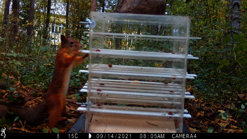 Kaupunkioraville tehtiin älykkyystesti Oulun yliopistolla