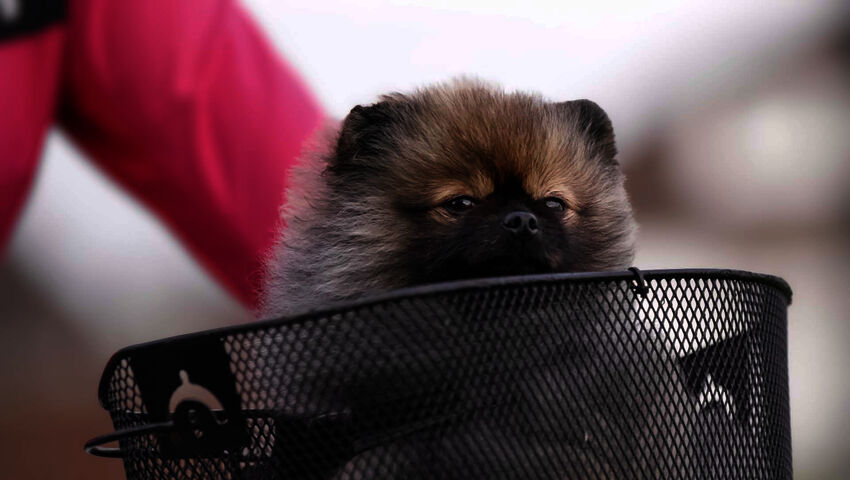 Koiraperheet käytöskoulussa