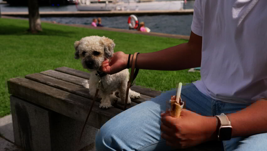 Koiraperheet käytöskoulussa