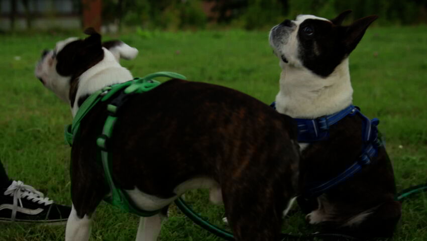 Koiraperheet käytöskoulussa