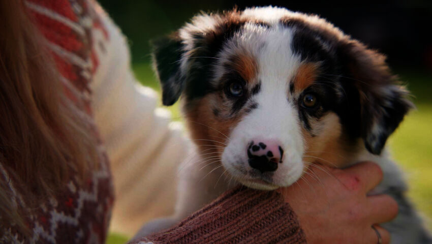 Koiraperheet käytöskoulussa
