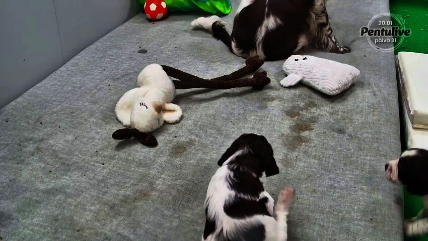 Maili näyttää Hanki-pennulle esimerkkiä, miten korvaa rapsutetaan