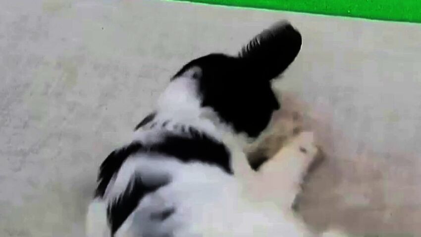 Tupru järsi jänöä, ravisti päätään ja muksahti nurin