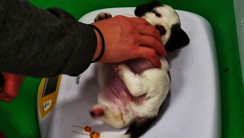 Kynsienleikkuun jälkeen Kuura nauttii maharapsutuksista