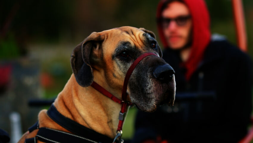 Koiraperheet käytöskoulussa