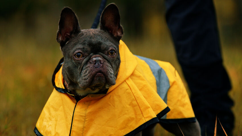 Koiraperheet käytöskoulussa