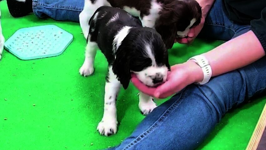 Puro-pennun motto: Seikkaile kylmäpäisesti