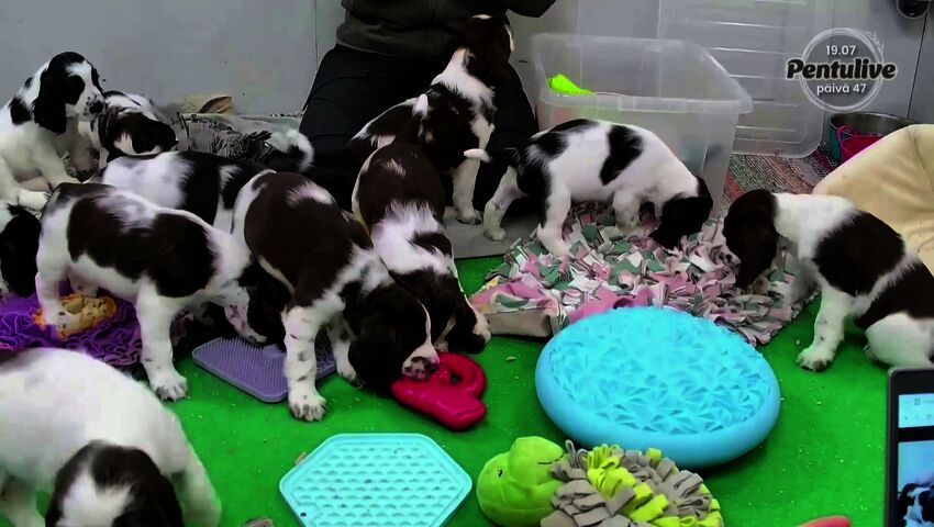 Jo hyvin pienille pennuille voi tarjota positiivisia kokemuksia yksinolosta