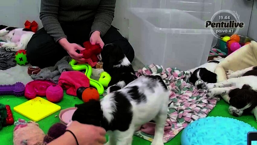 Mikä on omalle koiralle sopiva virike, jonka voi unohtaa?