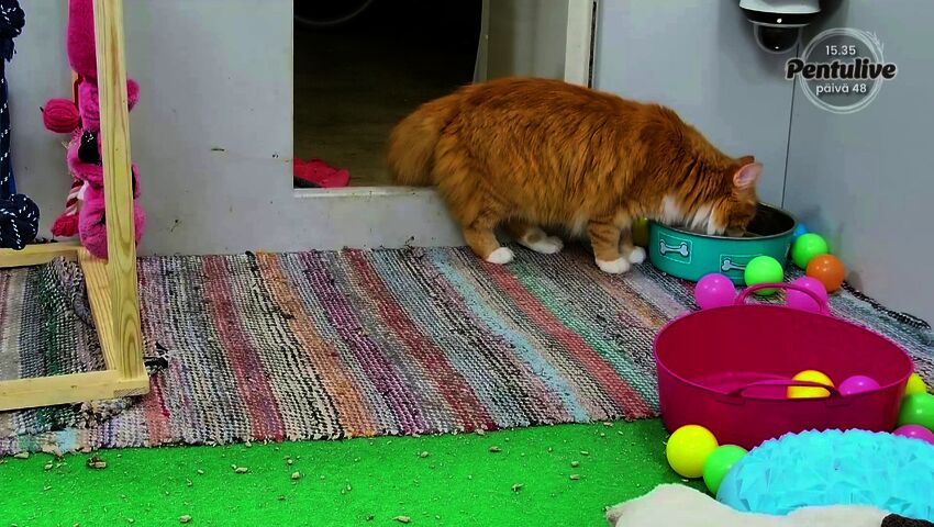 Pentujen ulkoillessa Pörris-kissa joi sisällä vedet parempiin suihin ja kävi tarkastamassa siltatyömaan