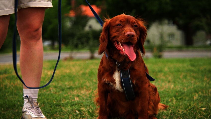 Koiraperheet käytöskoulussa