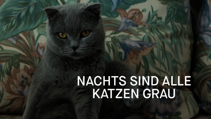 Pimeässä kaikki kissat ovat harmaita