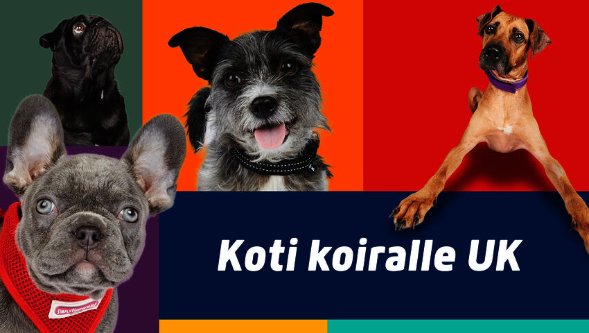 Koti koiralle UK