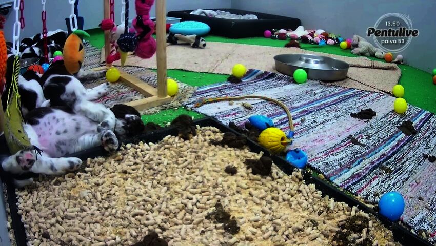 Havun viimeiset unet sisaruksien kanssa