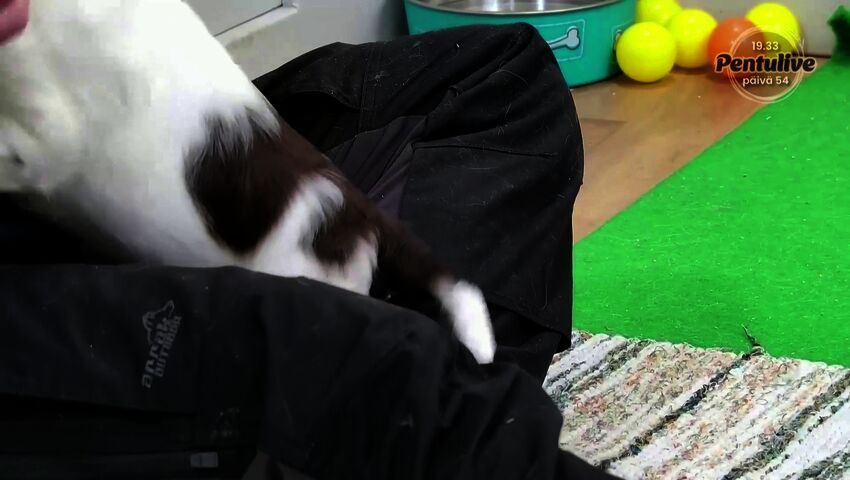 7.12. Rotu, jalostus, puhutaan rotutyypillisestä käyttäytymisestä