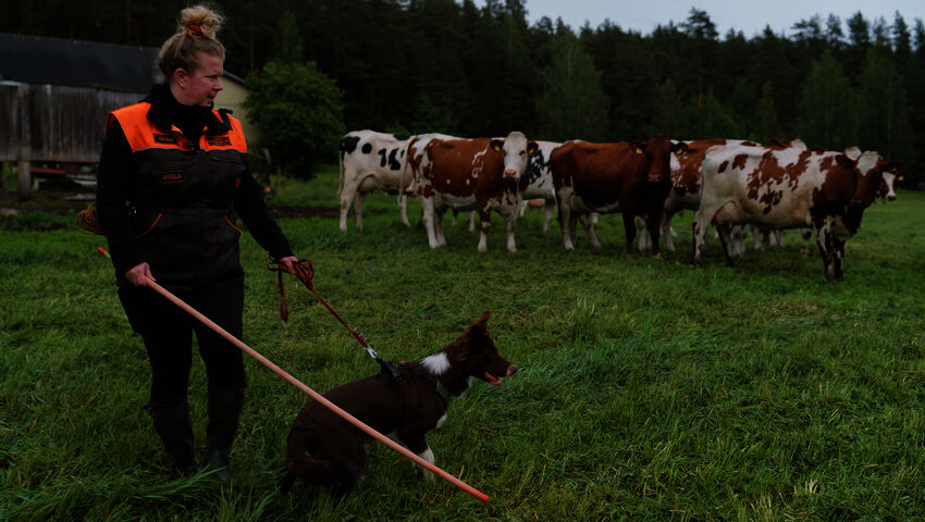 Pentulive: Eka vuosi