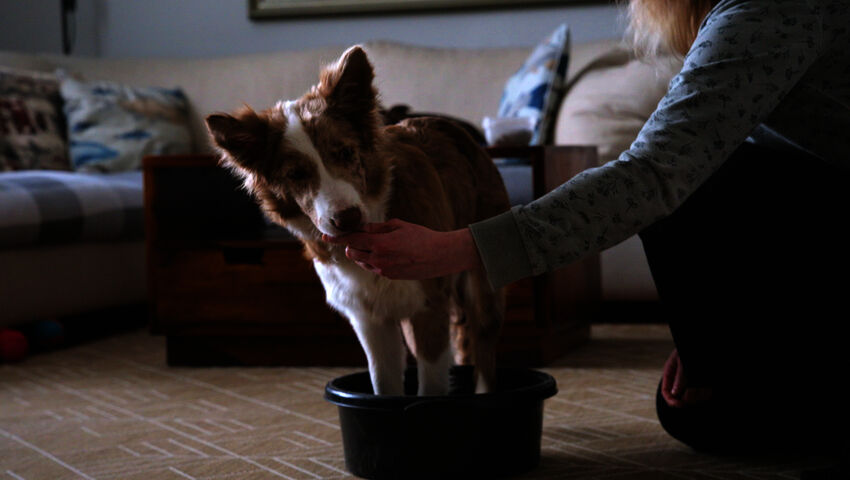 Pentulive: Eka vuosi