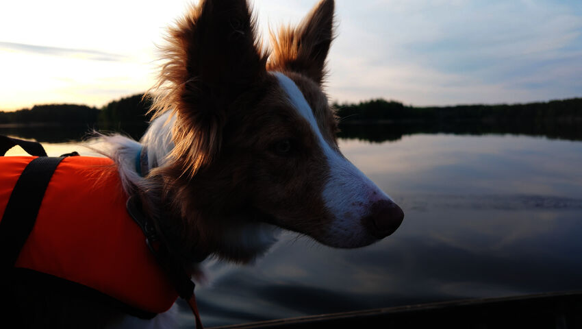 Pentulive: Eka vuosi