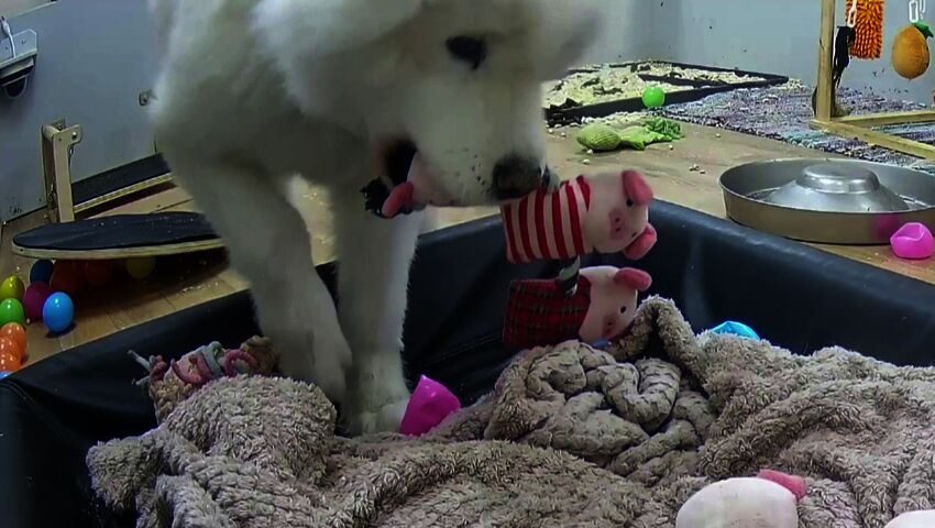 Murulan rikollisliiga jatkaa leluvarkauksia