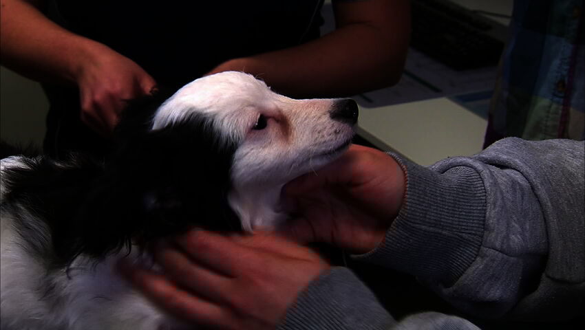 Elämäni eläimet: Eläinsairaalassa