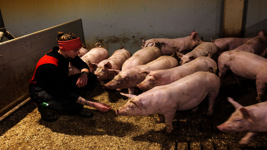 Millainen on joulun 2040 hyvinvointi­kinkku? Kansallisen ruokastrategian mukaan puhdas, reilu ja luonto­ystävällisempi