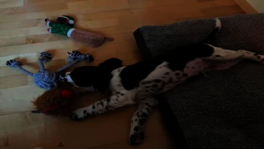 Myrsky eli Susu leikkii uudessa kodissa