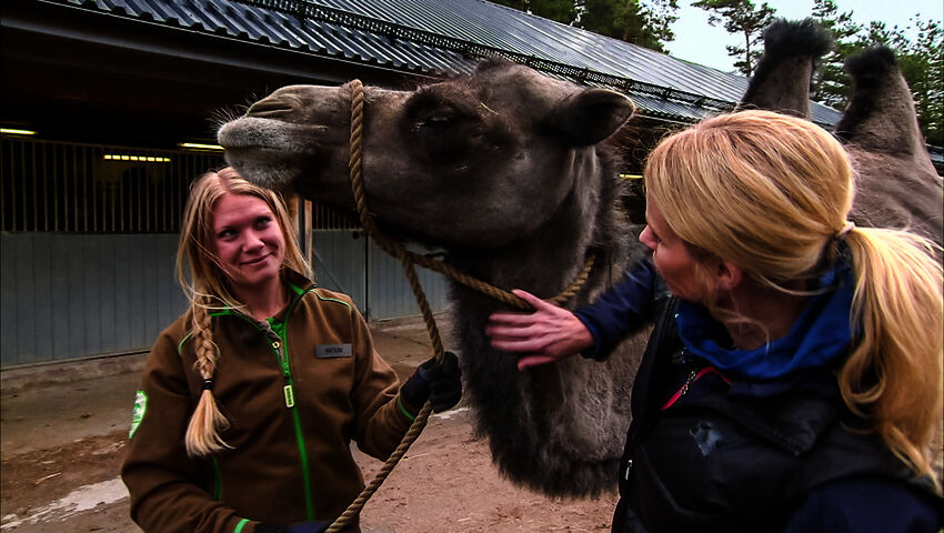 Elämäni eläimet: Eläinsairaalassa