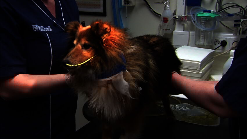 Elämäni eläimet: Eläinsairaalassa