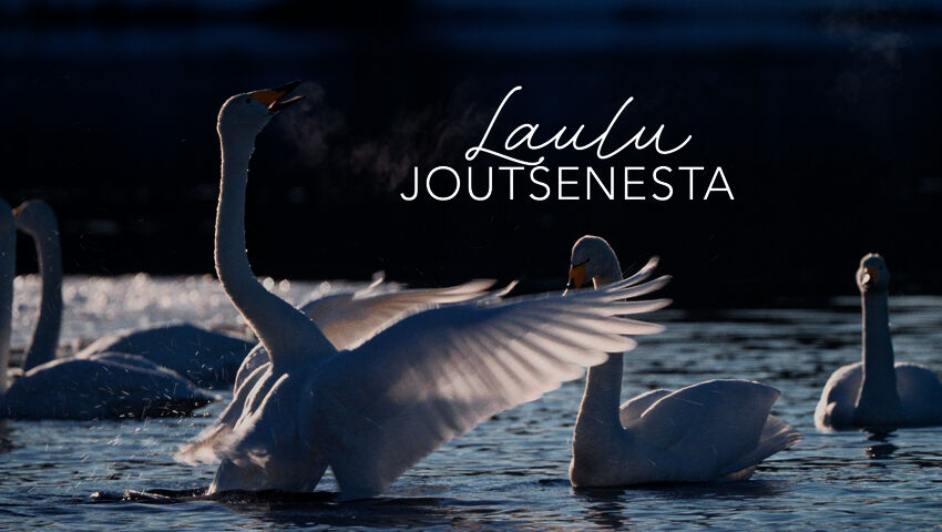 Laulu joutsenesta