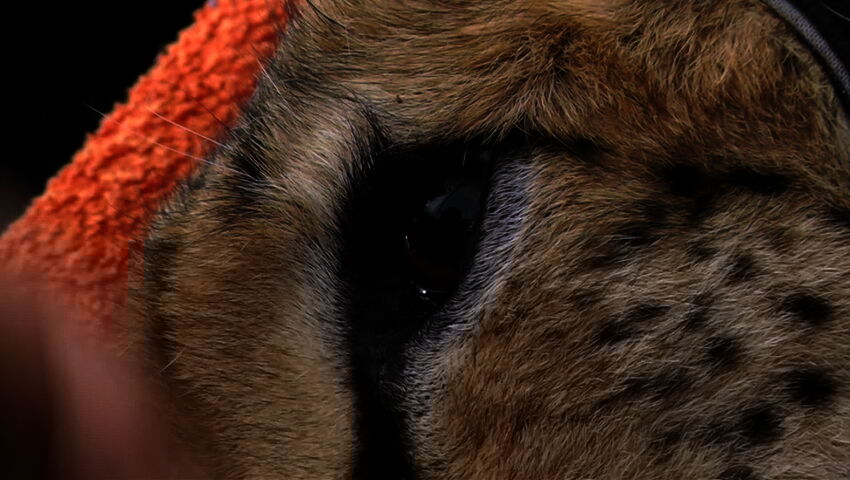 Elämäni eläimet: Eläinsairaalassa