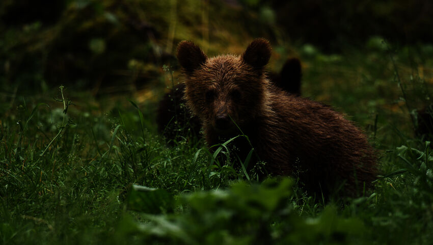 Avara luonto: Monimuotoinen Eurooppa