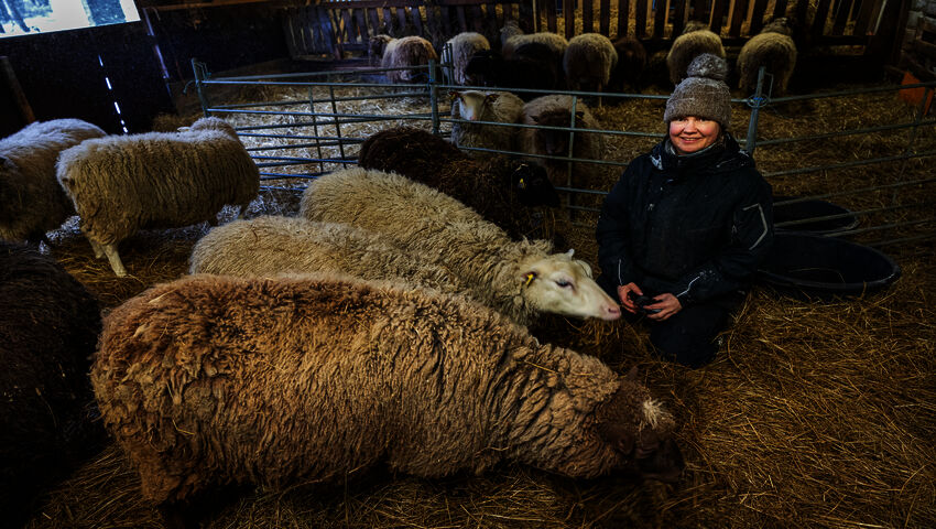 Lampaiden kasvattaja Charlotta Björklöf oli yli 30 tuntia ilman sähköä