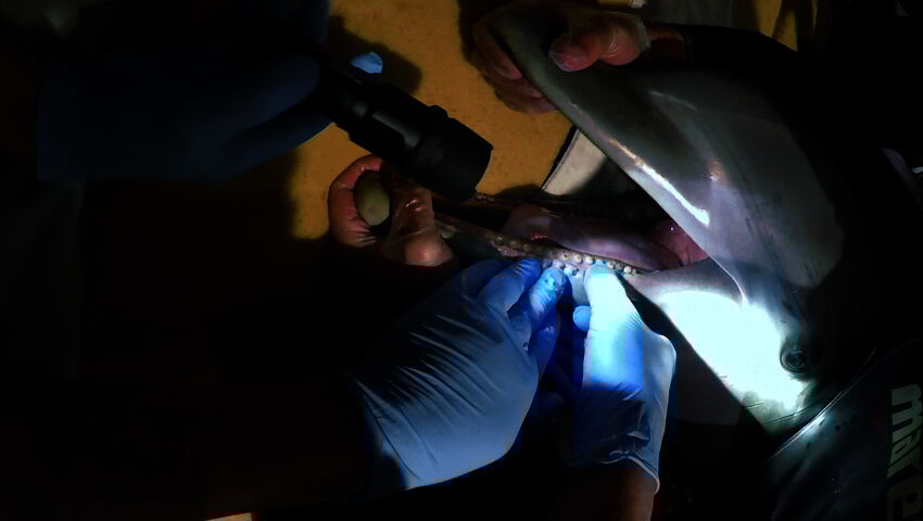 Elämäni eläimet: Eläinsairaalassa