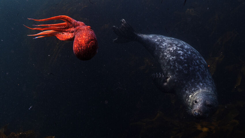 Avara luonto: Pohjanmeri ja Itämeri
