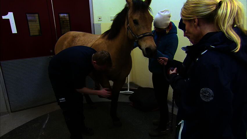 Elämäni eläimet: Eläinsairaalassa