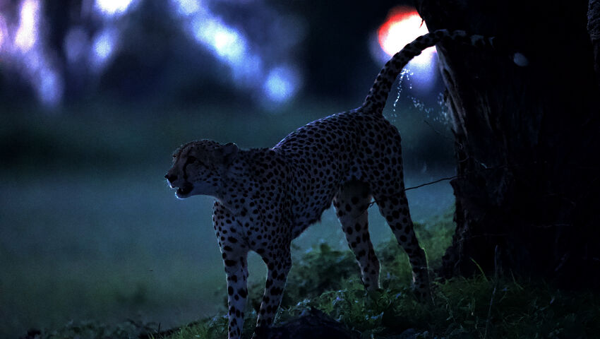 Avara luonto: Botswanan suuret kissat