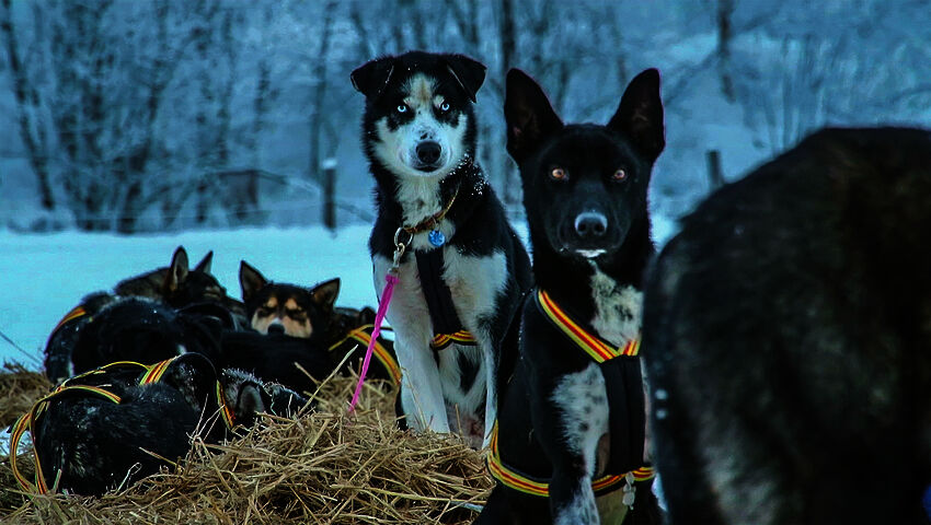 Lars Monsenin koiravaljakko